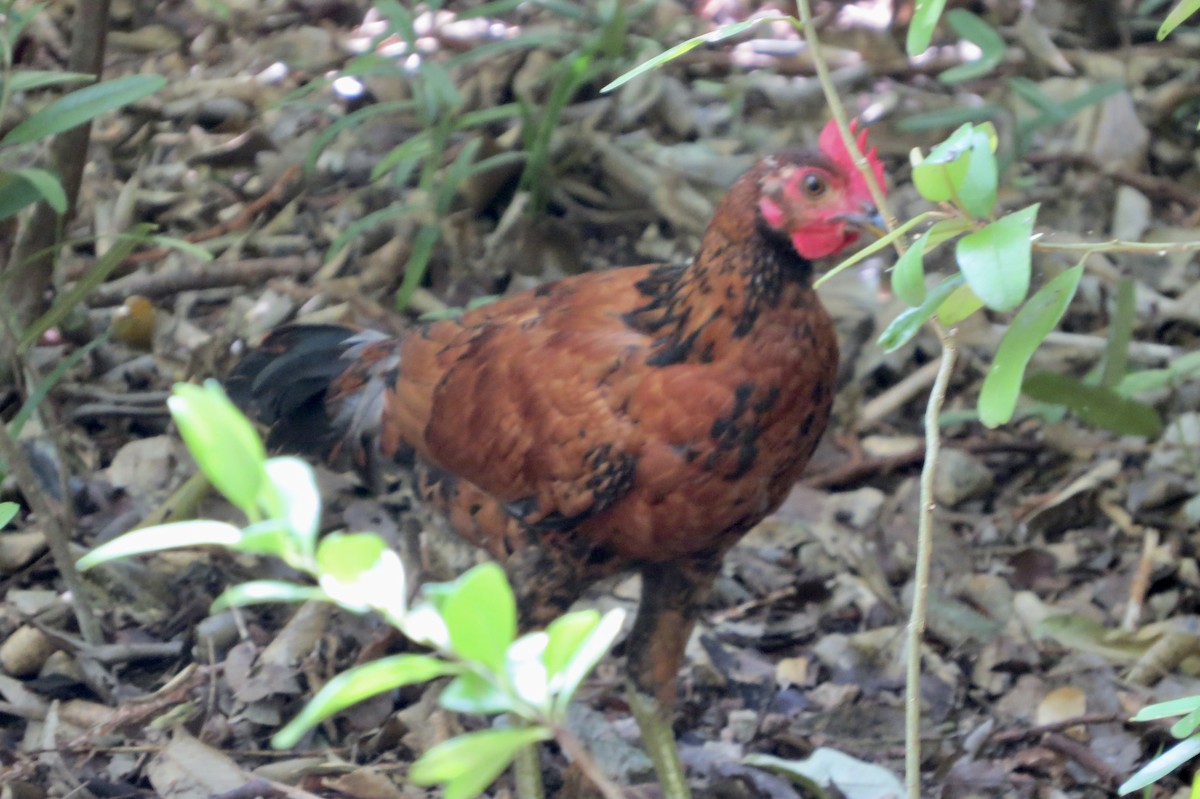 Red Junglefowl - ML622777051