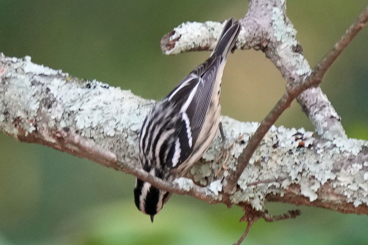 Black-and-white Warbler - Robert Goss