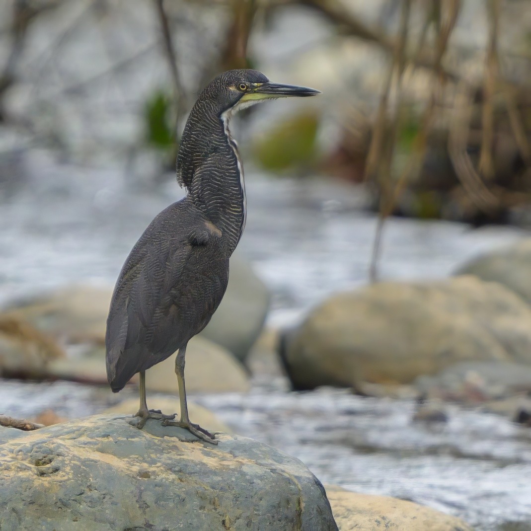 Fasciated Tiger-Heron - Sean Crockett