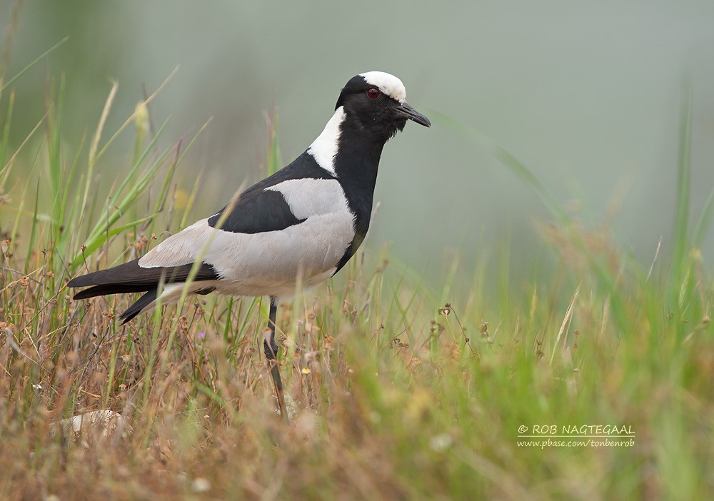 Blacksmith Lapwing - ML622777121