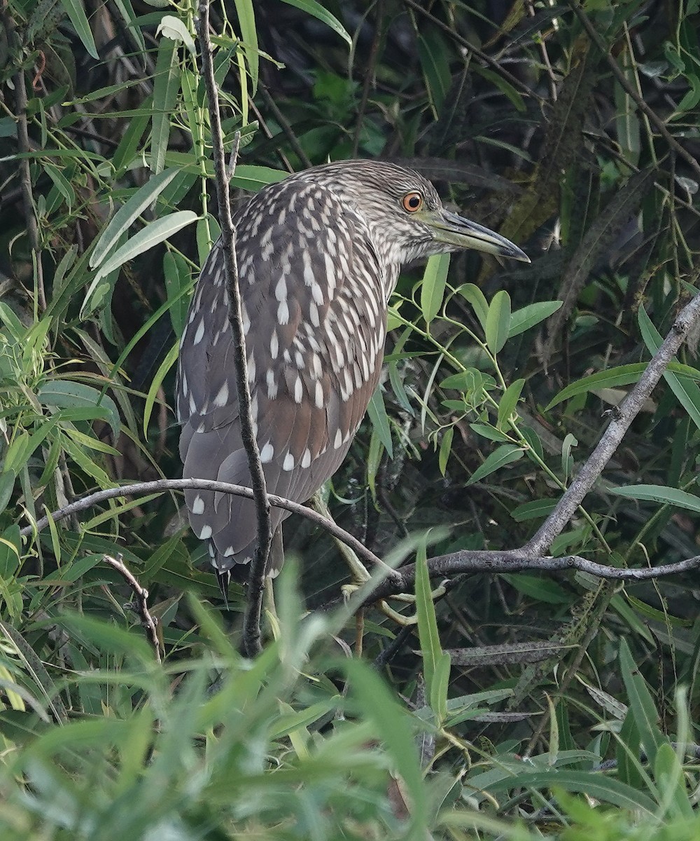 Black-crowned Night Heron - Jane Mann