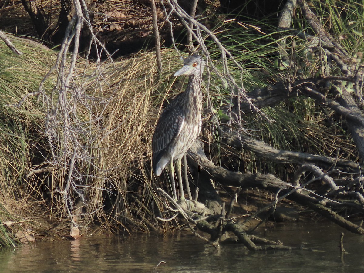 Yellow-crowned Night Heron (Yellow-crowned) - ML622777183