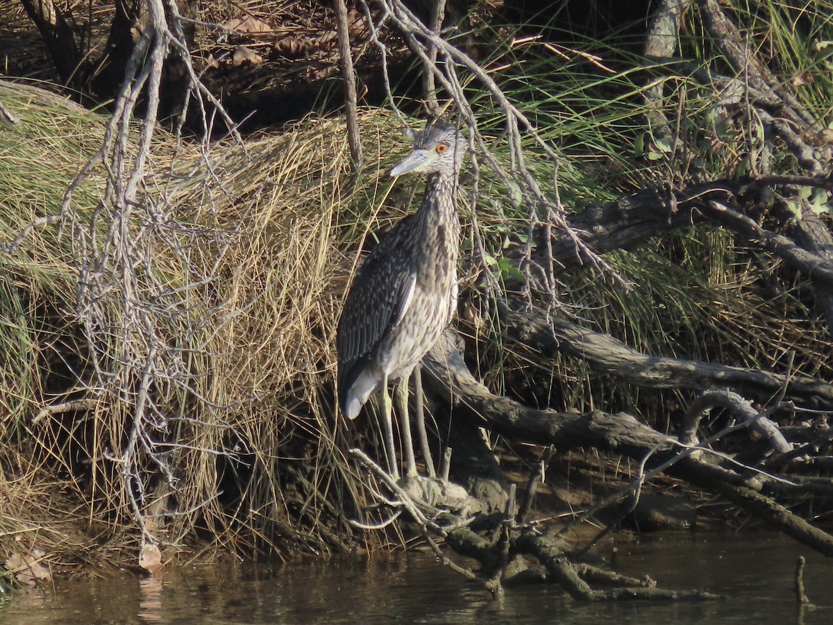 Yellow-crowned Night Heron (Yellow-crowned) - ML622777184