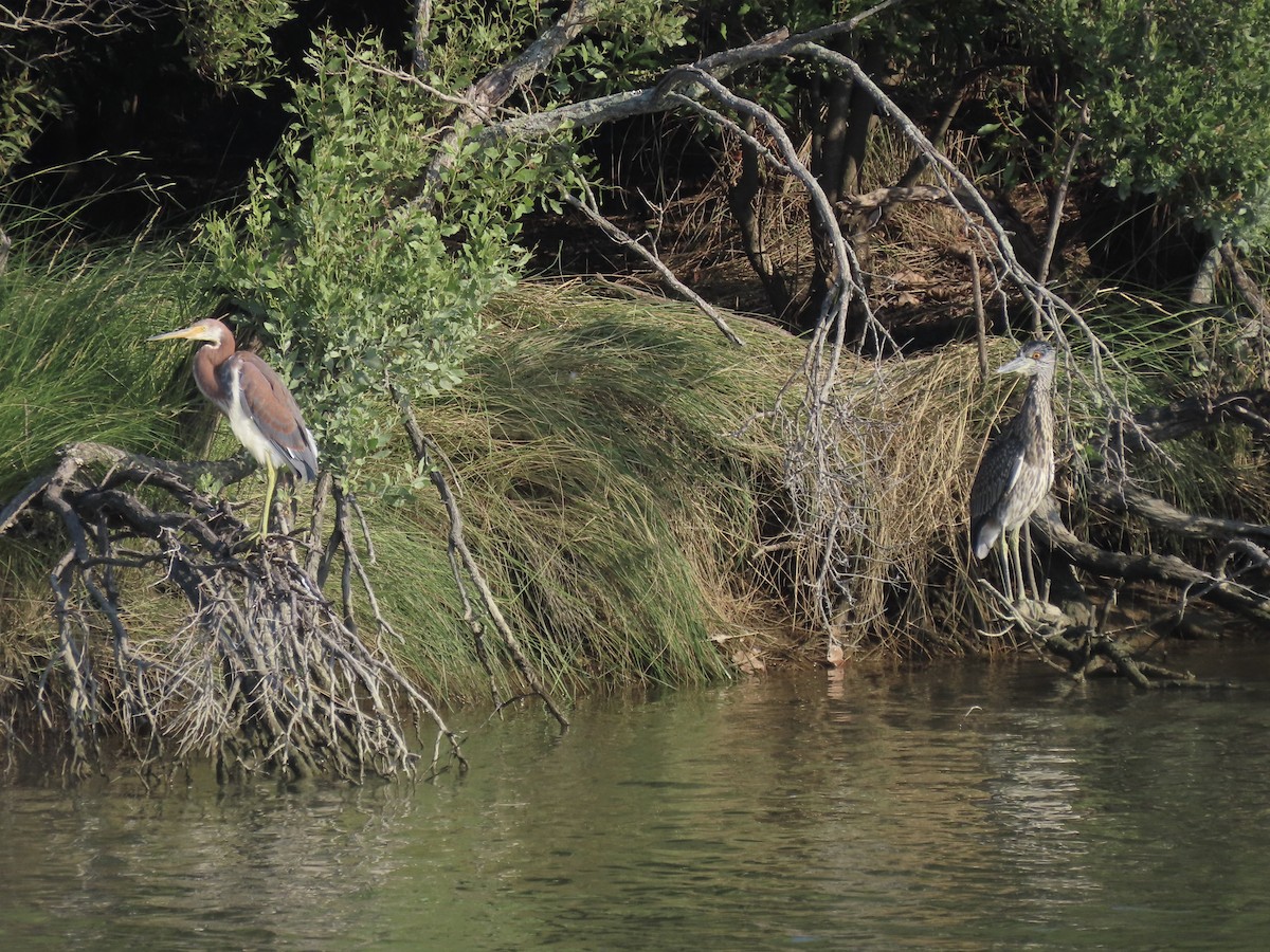 Yellow-crowned Night Heron (Yellow-crowned) - ML622777186