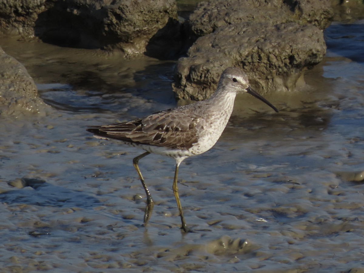 Stilt Sandpiper - ML622777198