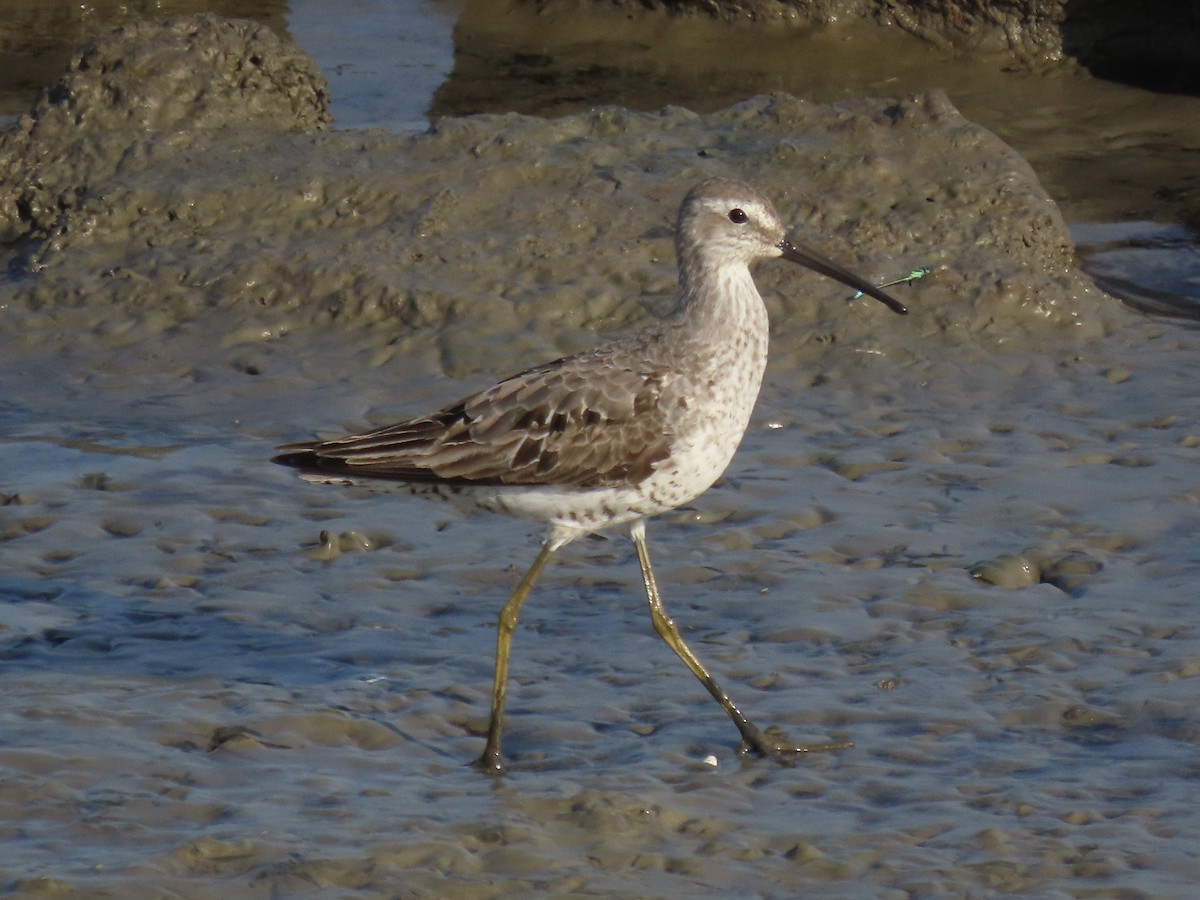 Stilt Sandpiper - ML622777199