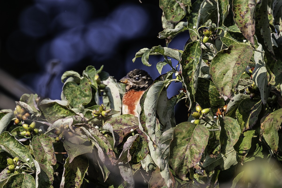 Rose-breasted Grosbeak - David Eberly