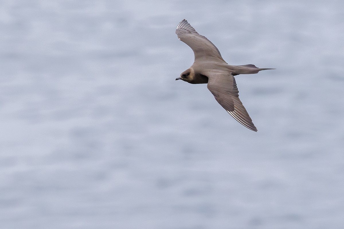 Parasitic Jaeger - Vitor Gonçalves