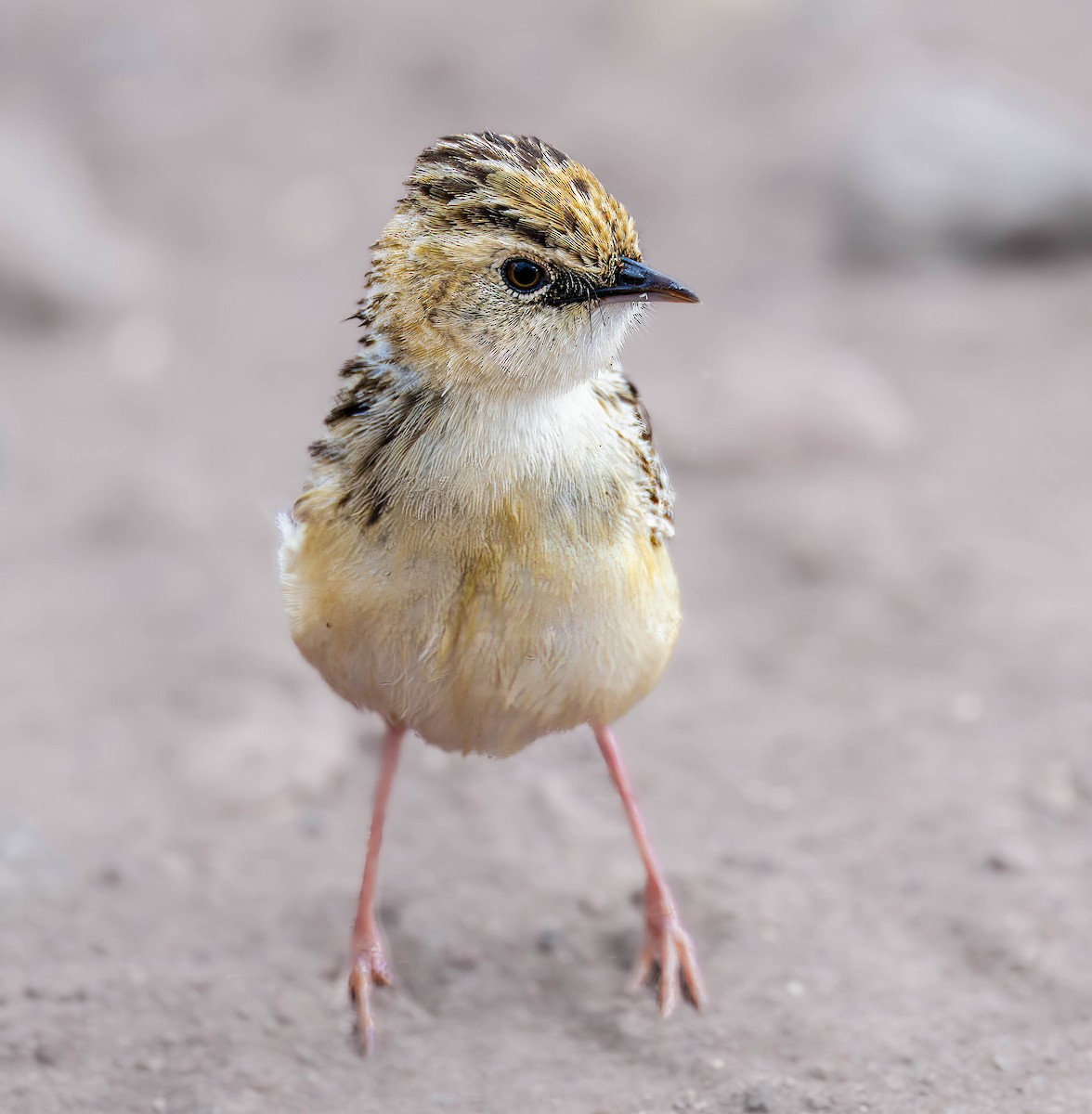 Pectoral-patch Cisticola - ML622777234