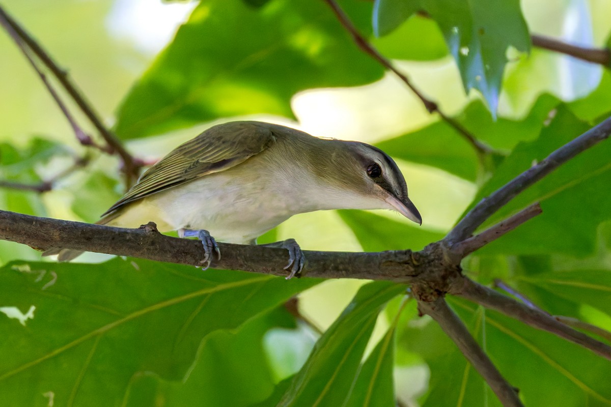 zelenáček červenooký - ML622777244