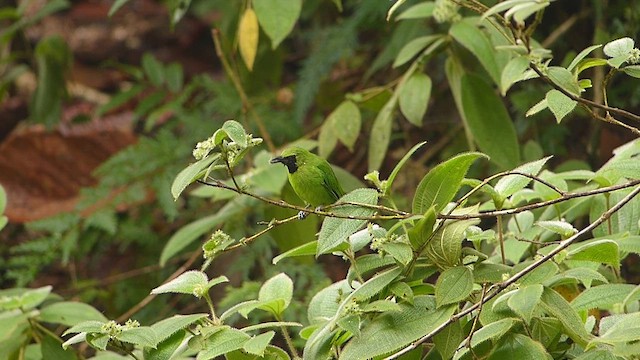 Lesser Green Leafbird - ML622777251
