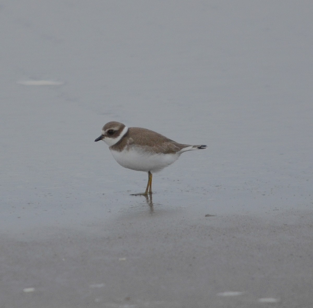 Semipalmated Plover - John Ritchie