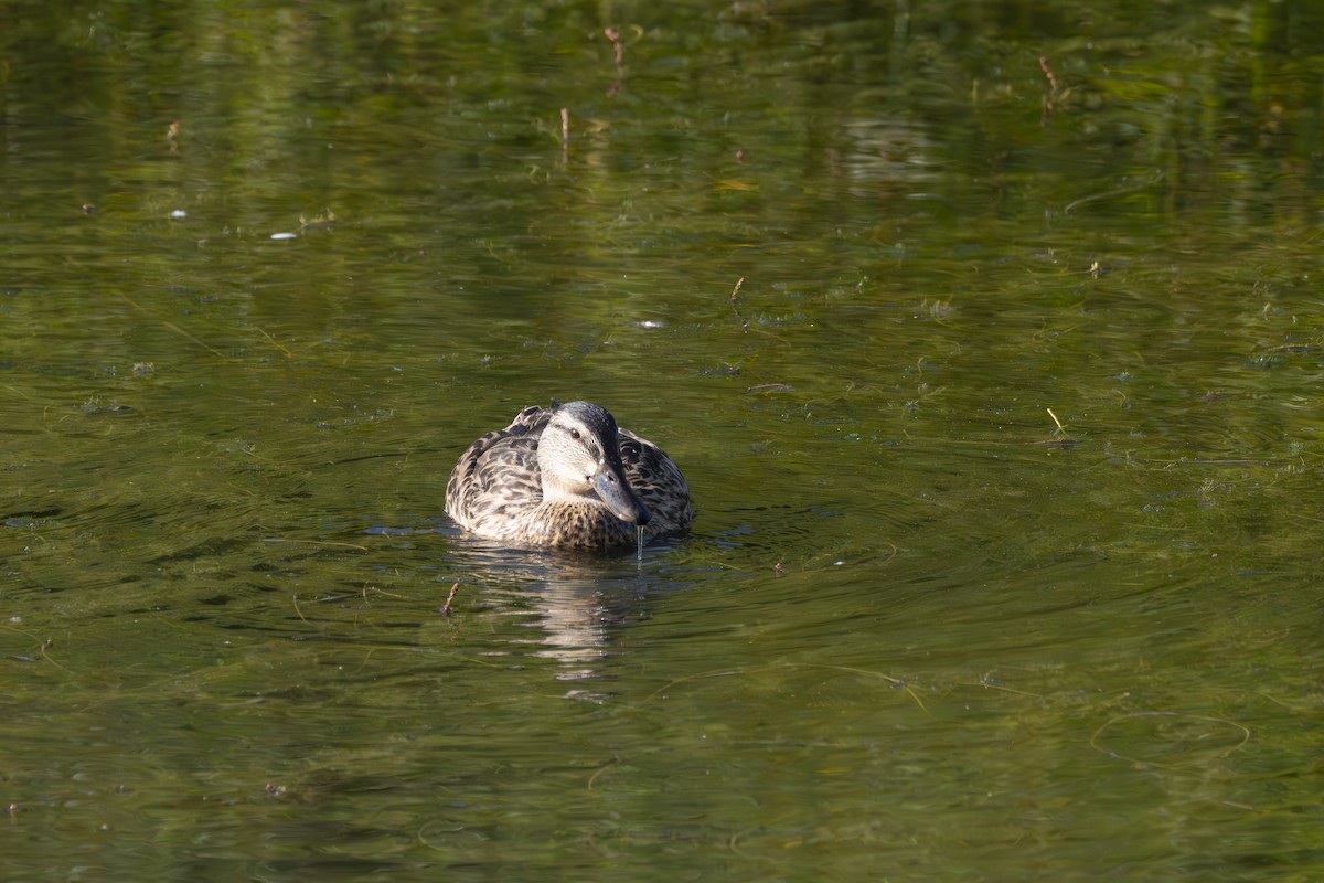 Mallard - Rosie Lynn