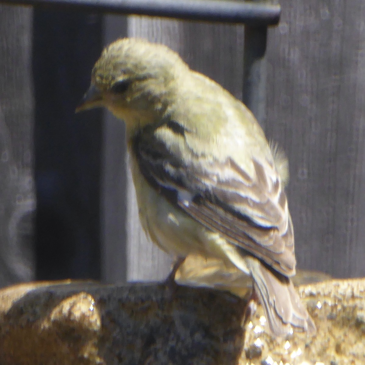 Lesser Goldfinch - Anonymous