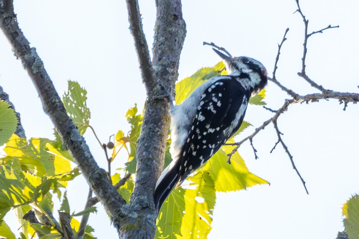 Hairy Woodpecker - ML622777323