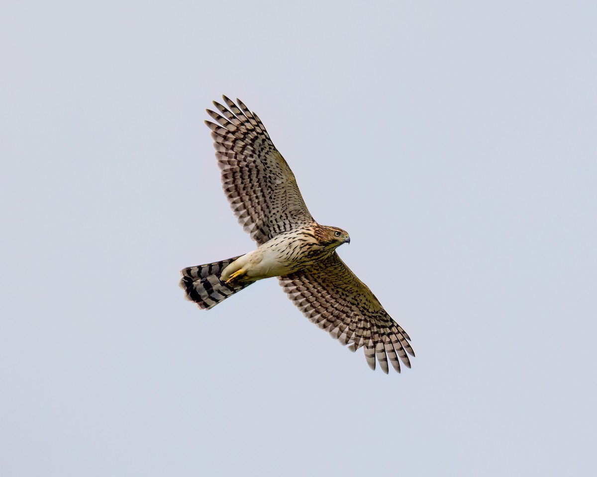 Cooper's Hawk - ML622777434