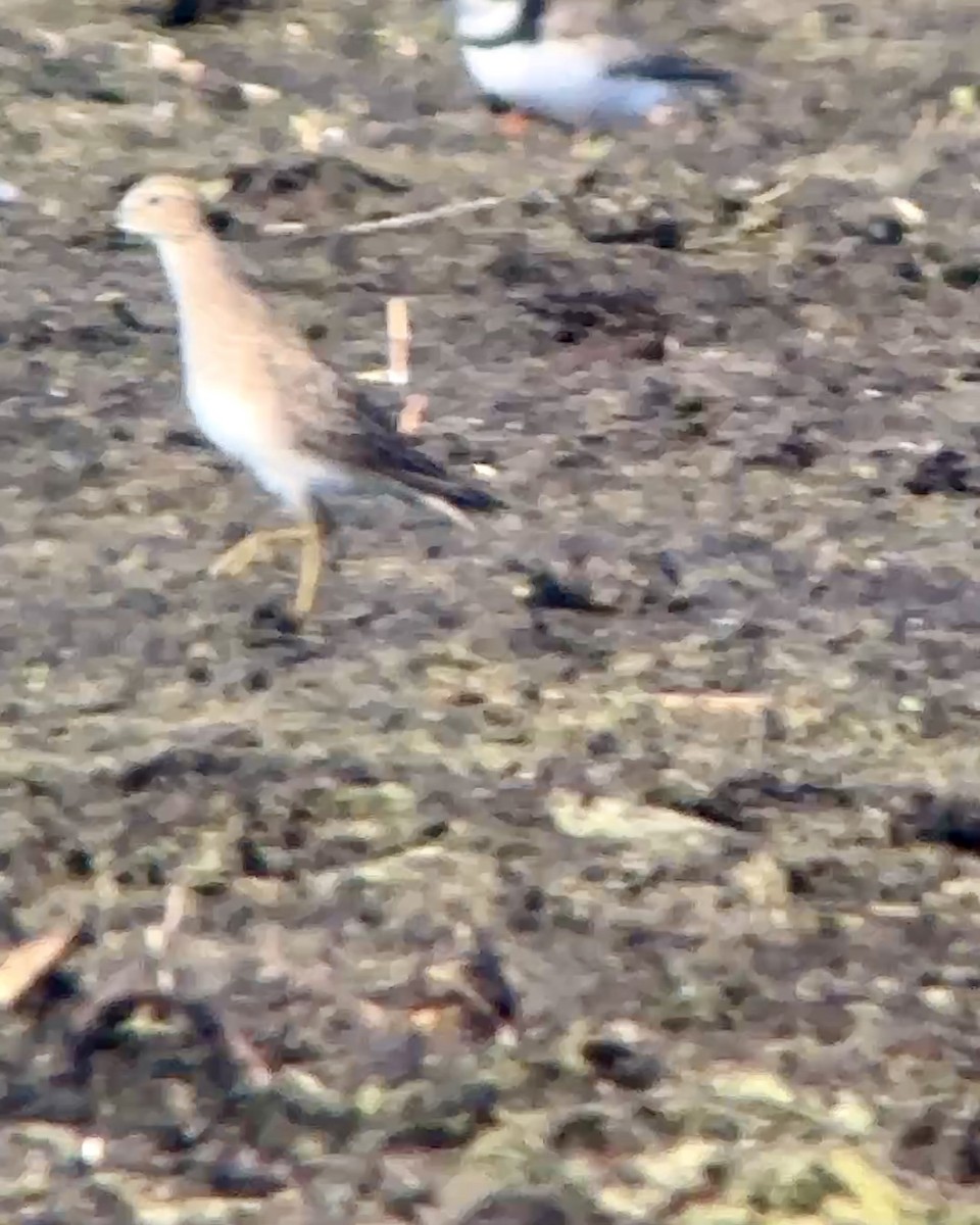 Pectoral Sandpiper - Soule Mary