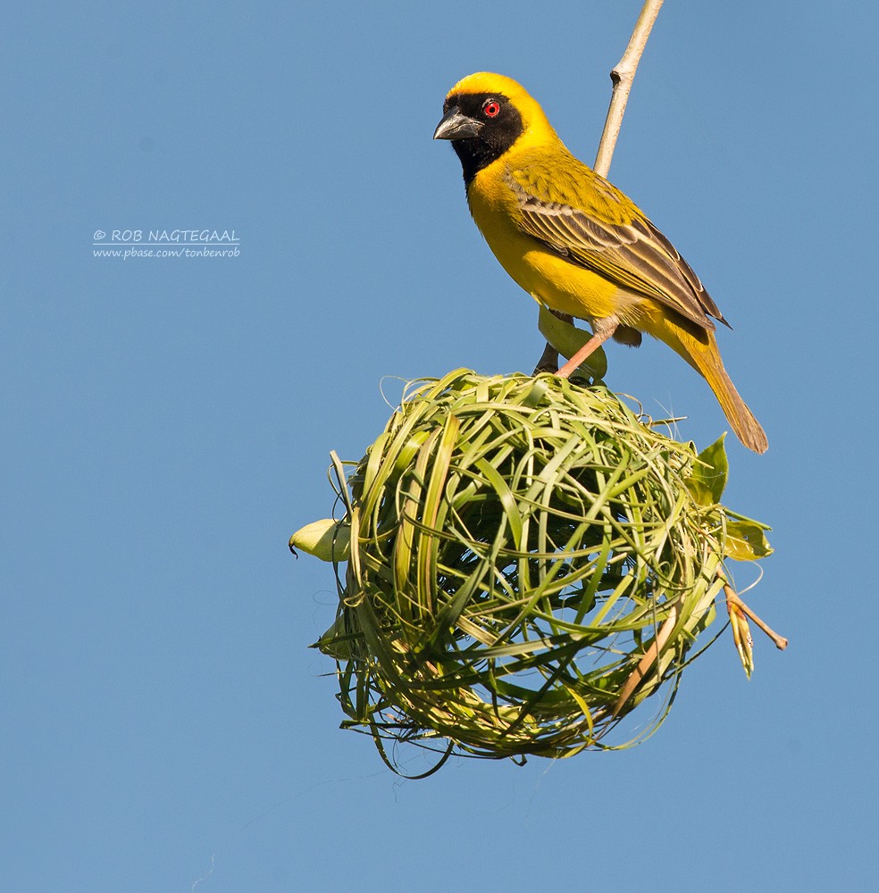 Southern Masked-Weaver - Rob Nagtegaal