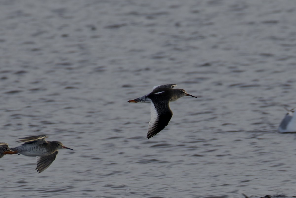 Common Redshank - Ted Burkett