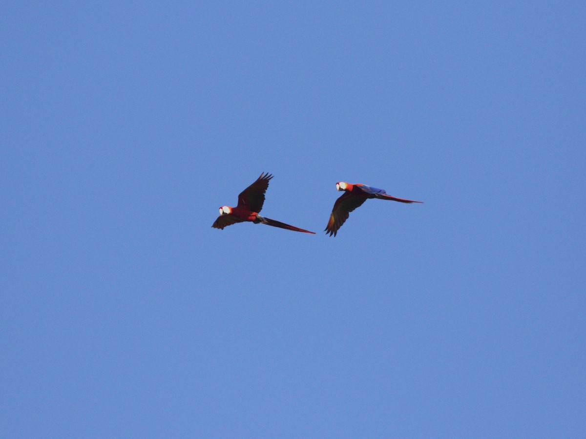 Scarlet Macaw - Menachem Goldstein