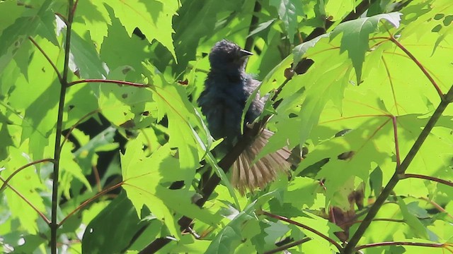 Indigo Bunting - ML622777595