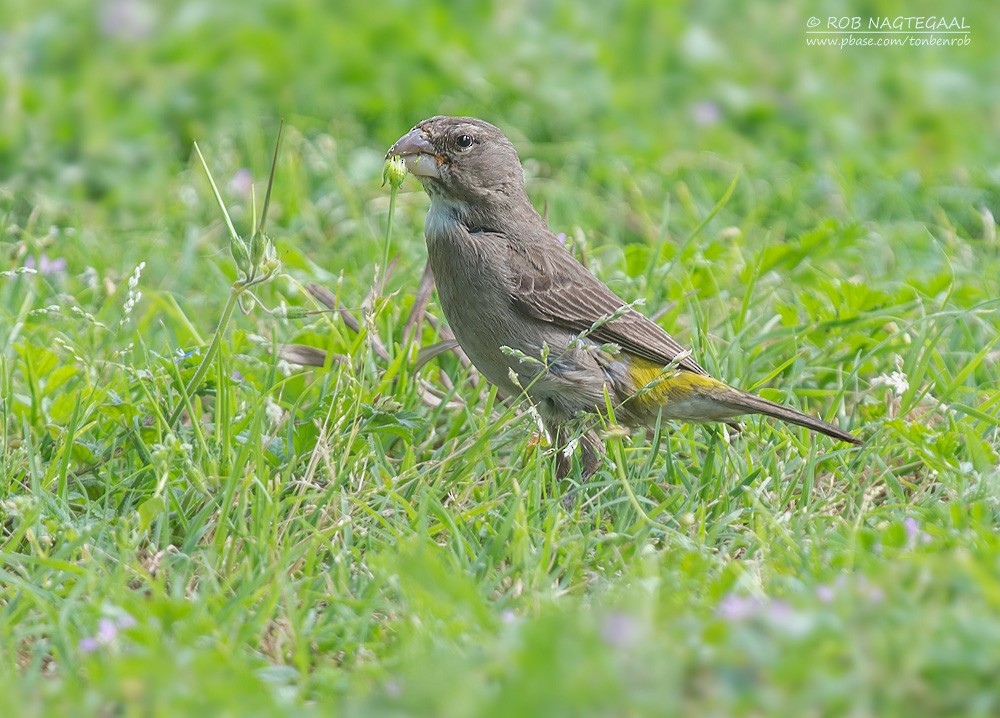 White-throated Canary - ML622777623