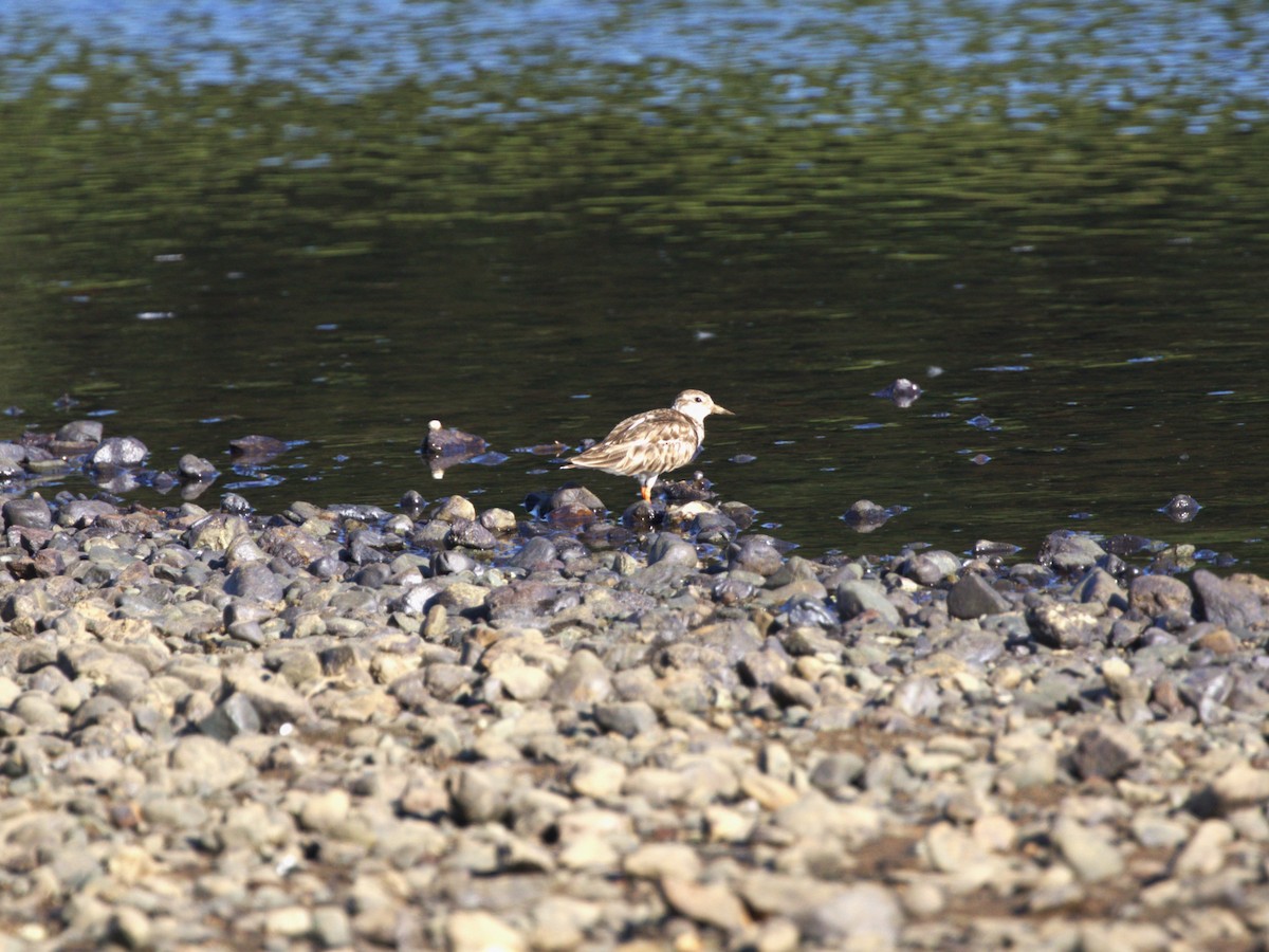 Ruddy Turnstone - Menachem Goldstein