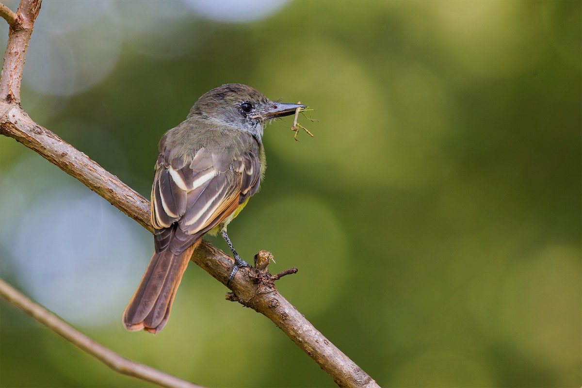 Great Crested Flycatcher - ML622777688