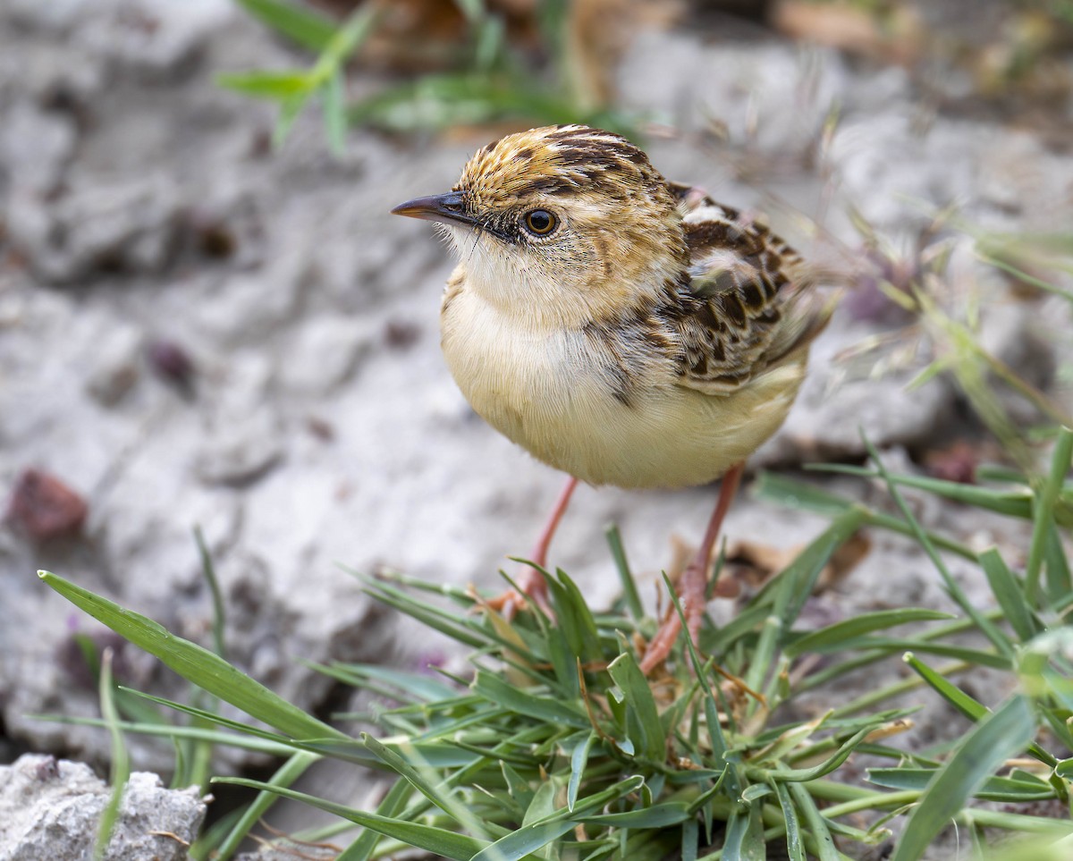 Pectoral-patch Cisticola - ML622777714