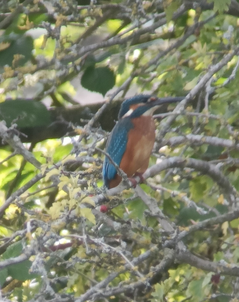 Martin-pêcheur d'Europe - ML622777791