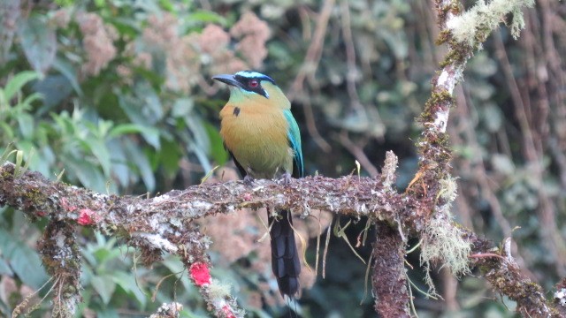 Lesson's Motmot - Ann Griffin