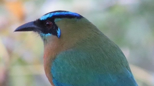 diademmotmot - ML622777964