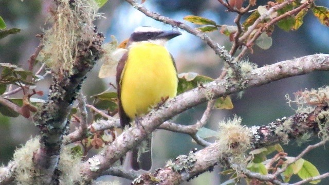 Great Kiskadee - ML622778002