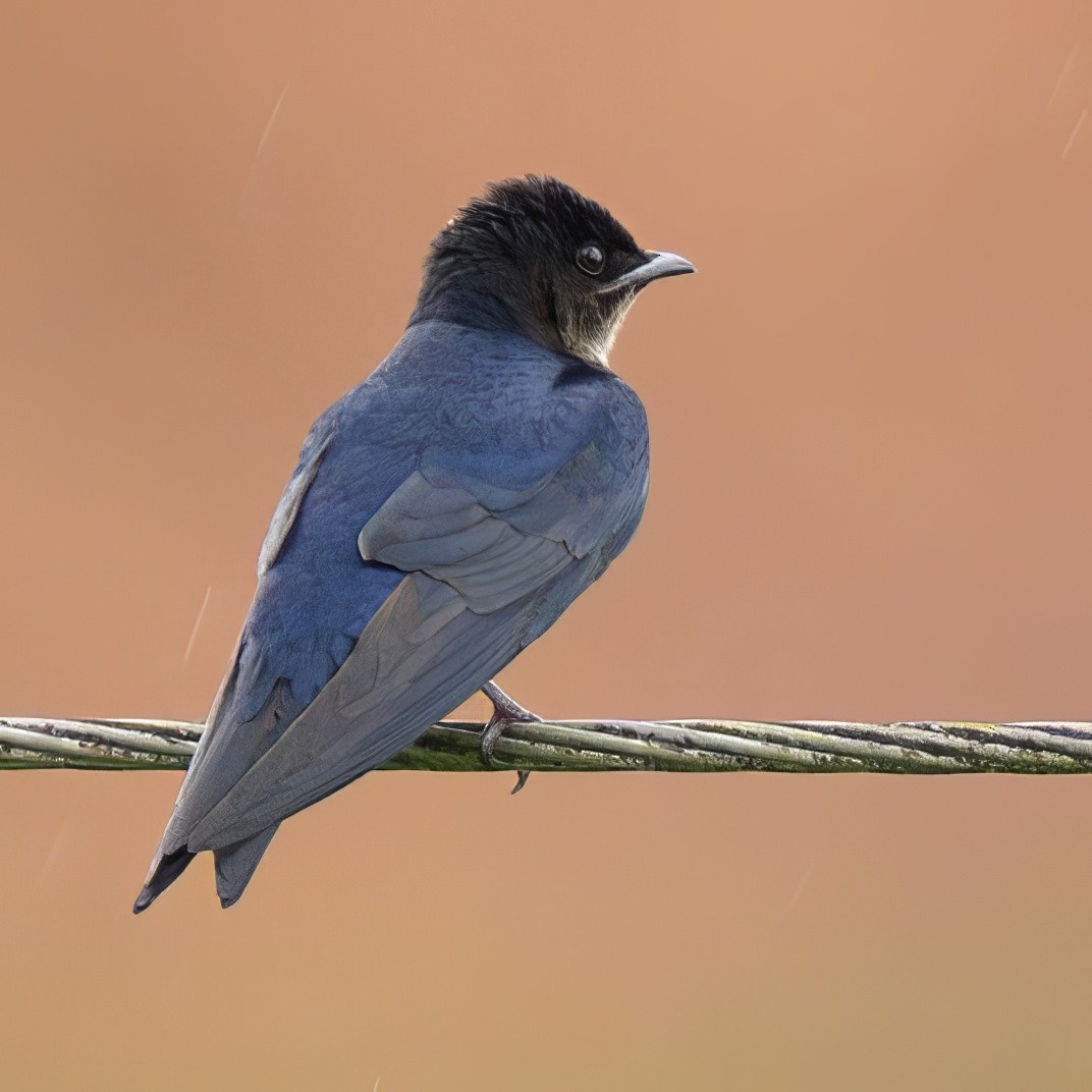 Blue-and-white Swallow - ML622778003