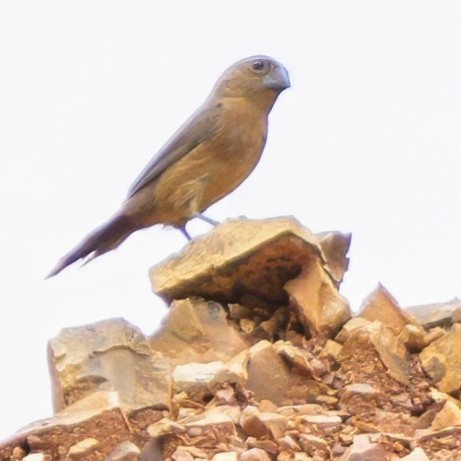 Thick-billed Seed-Finch - ML622778007