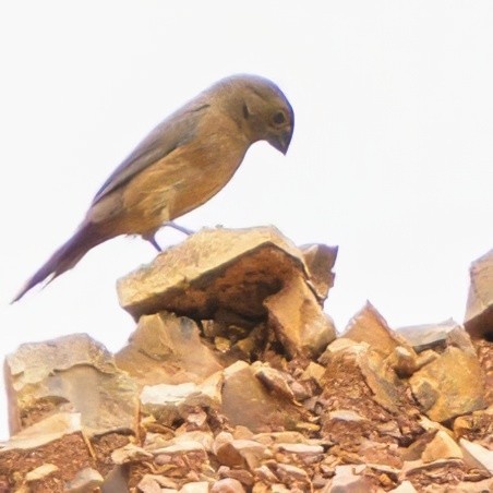 Thick-billed Seed-Finch - ML622778008