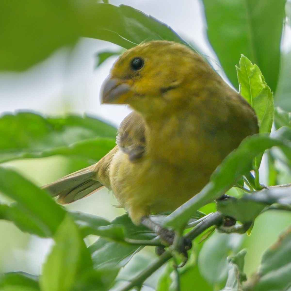 Thick-billed Seed-Finch - Sean Crockett