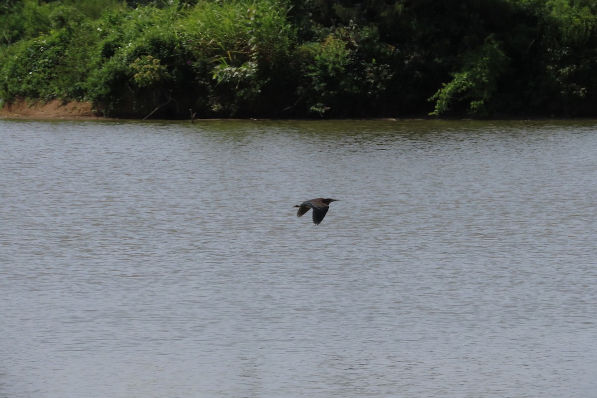 Green Heron - David Brinkman