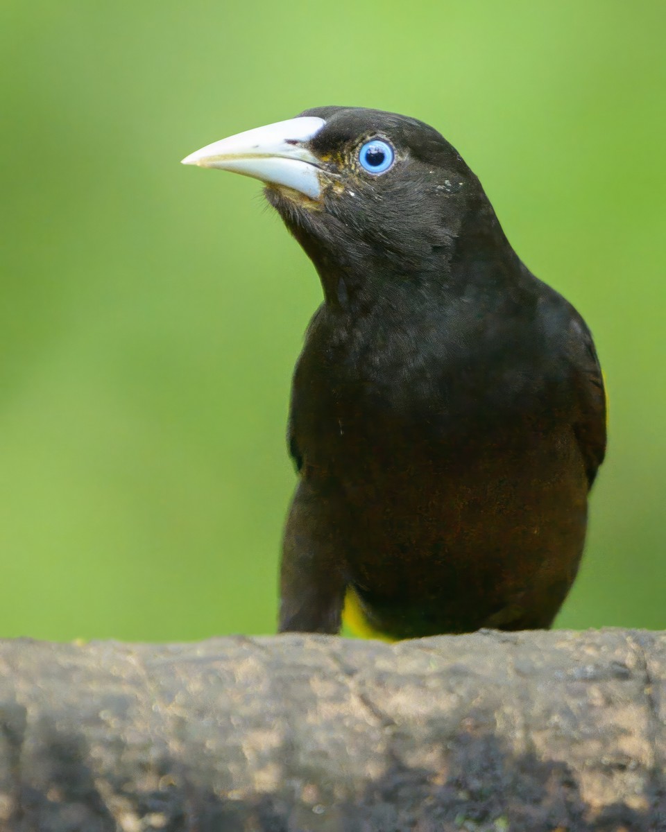 Yellow-rumped Cacique - ML622778029