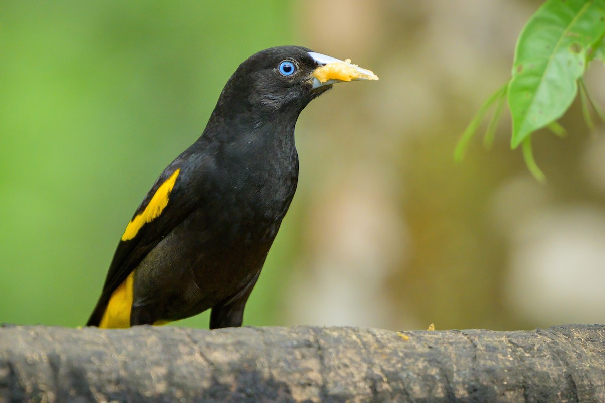 Yellow-rumped Cacique - ML622778030