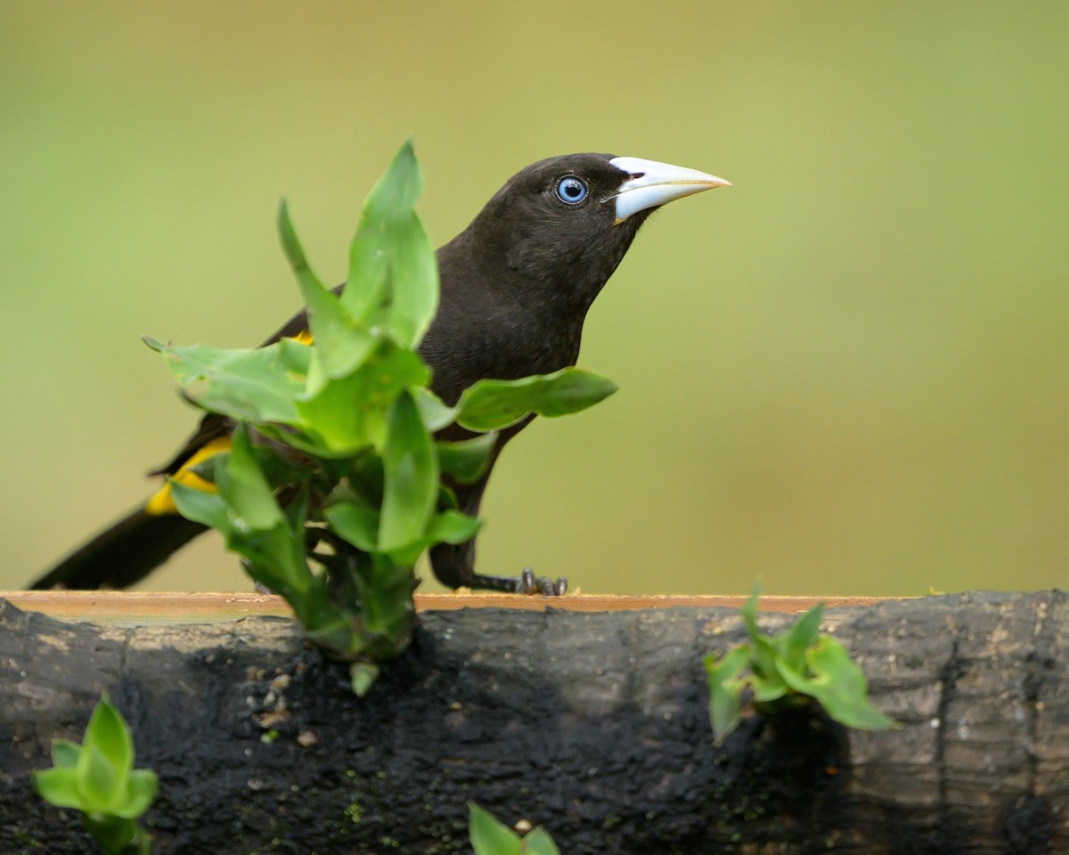 Yellow-rumped Cacique - ML622778031