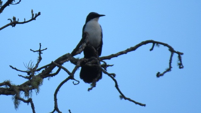 Blue-and-white Mockingbird - Ann Griffin