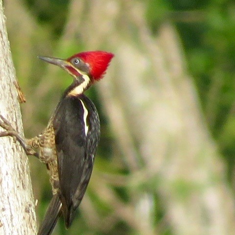 Lineated Woodpecker - ML622778058