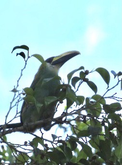 Northern Emerald-Toucanet - ML622778071