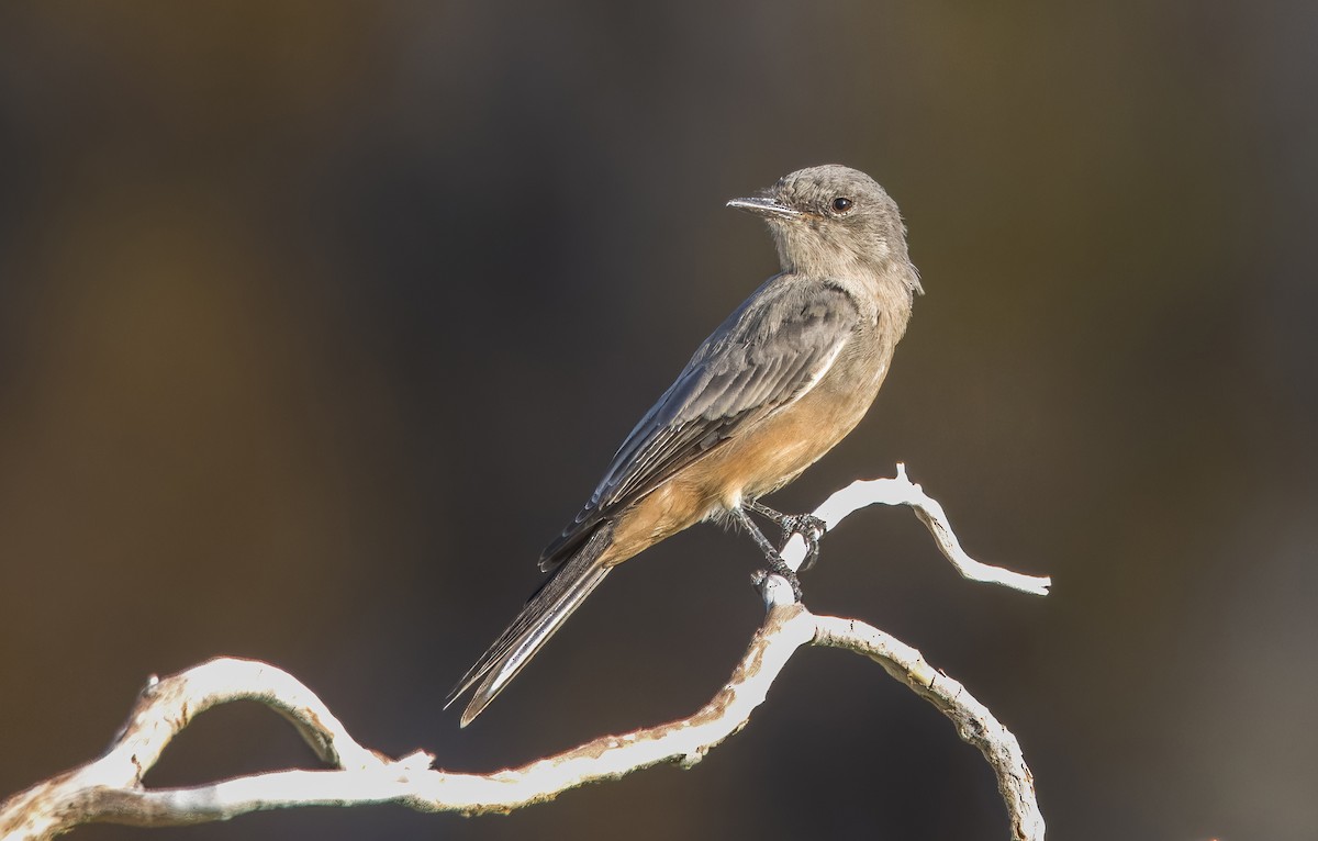 Say's Phoebe - ML622778086