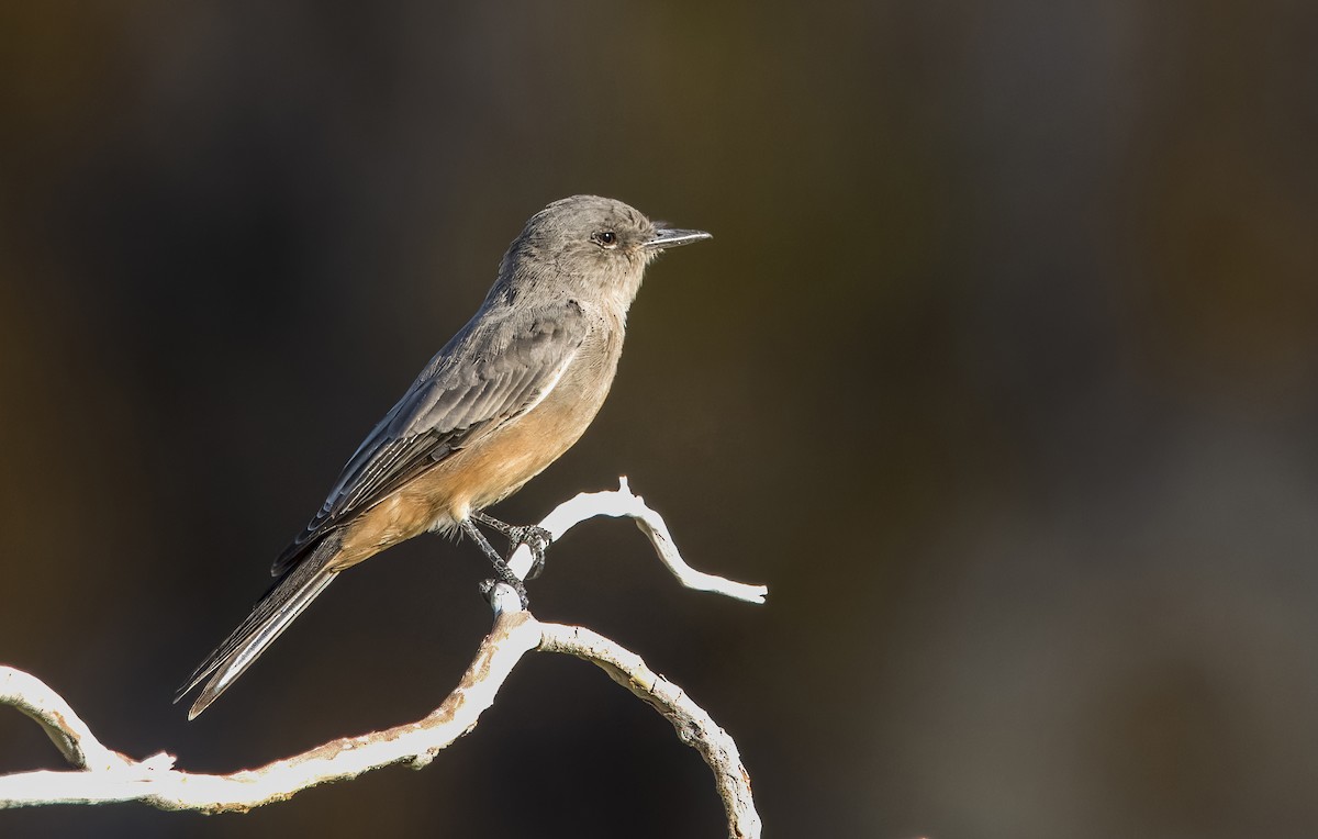 Say's Phoebe - Daniel Ward