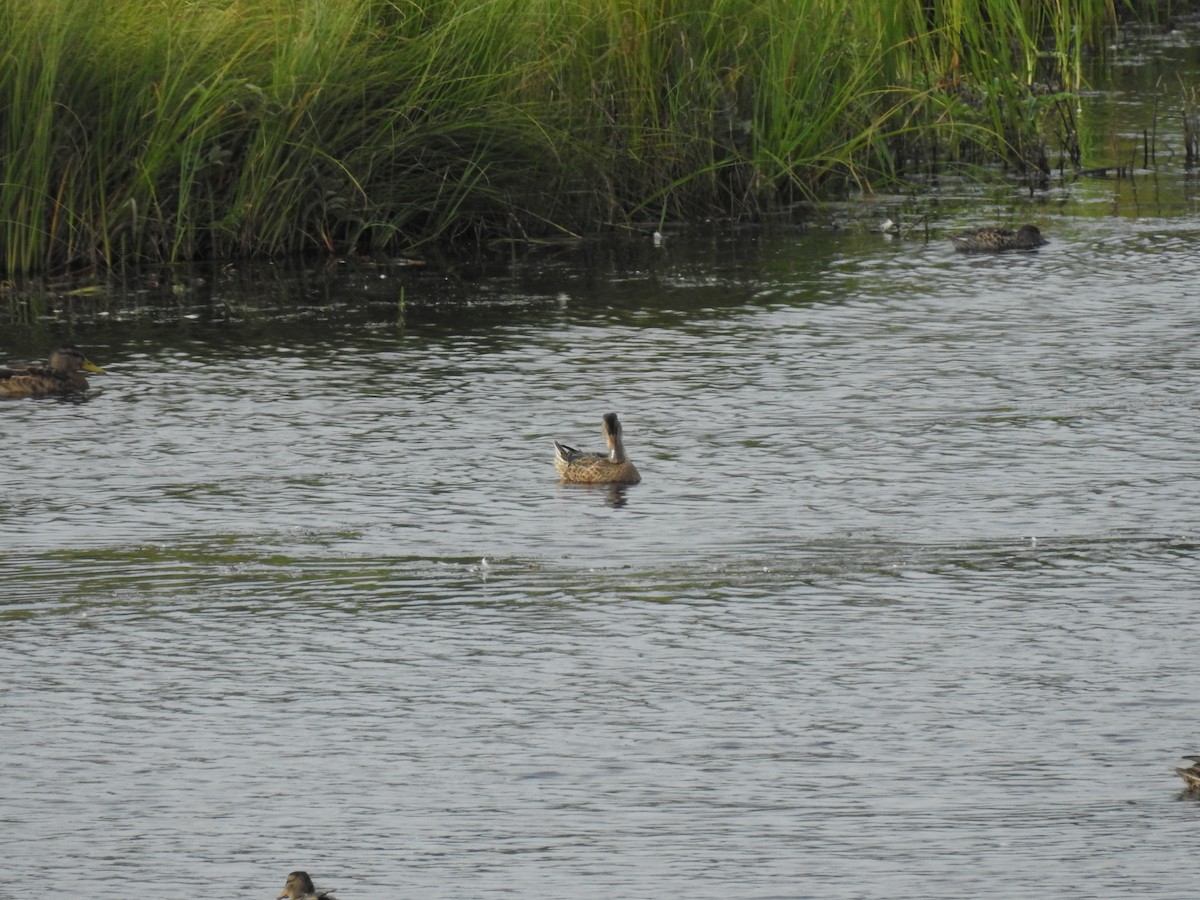 Northern Shoveler - Nina Dehnhard