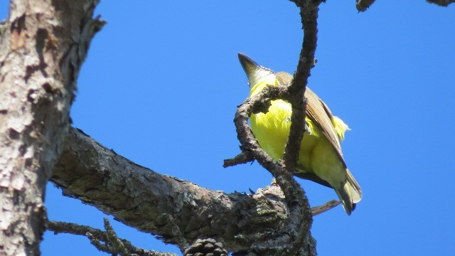 Social Flycatcher - ML622778102