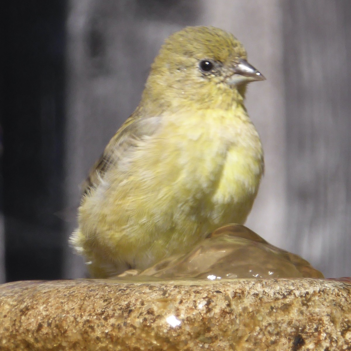 Lesser Goldfinch - Anonymous