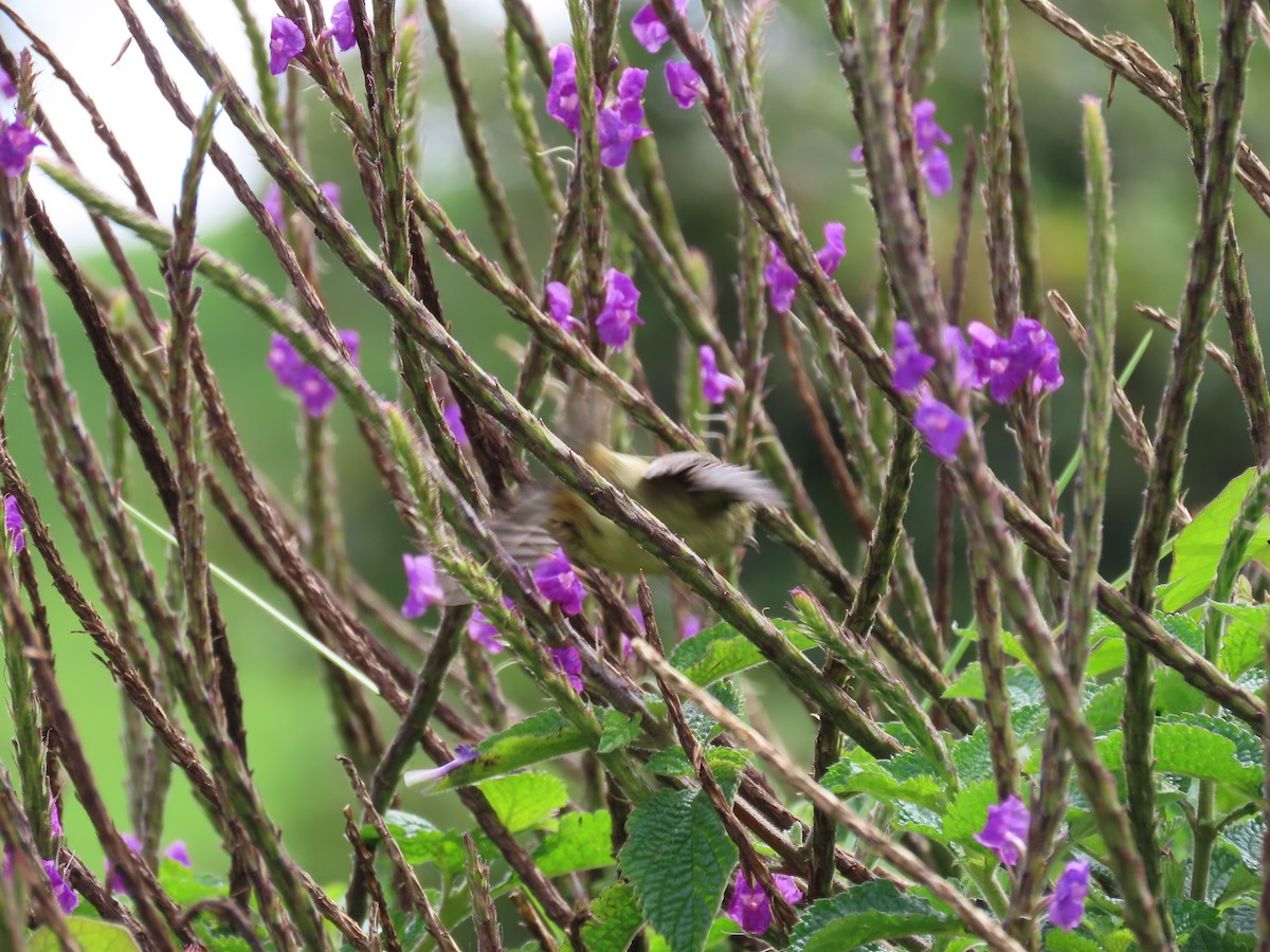 Slaty Flowerpiercer - ML622778285